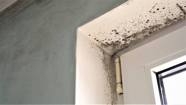 Best Mold Removal for HVAC Installations  in Belen, NM