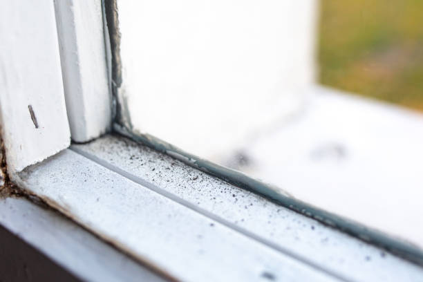 Belen, NM Mold Removal Company